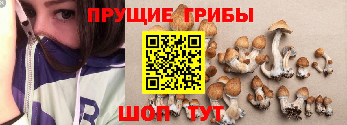 где найти наркотики  Галлюциногенные грибы Magic Shrooms  Калач-на-Дону  Вход с VPN  Галлюциногенные грибы Psilocybe 